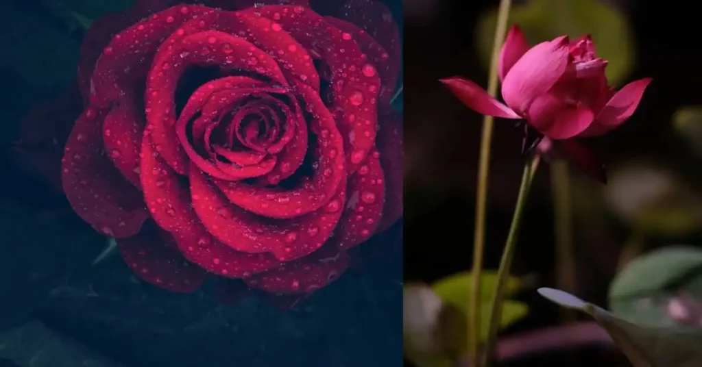 Rose day 2024